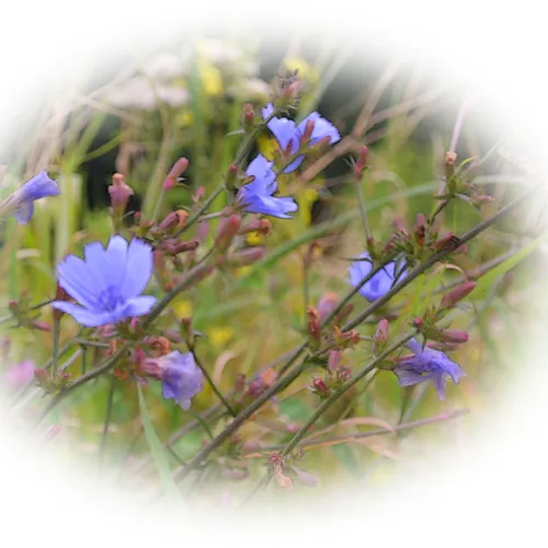 Blue Flower Round