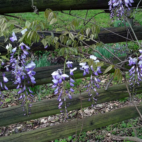 Wysteria watercolor