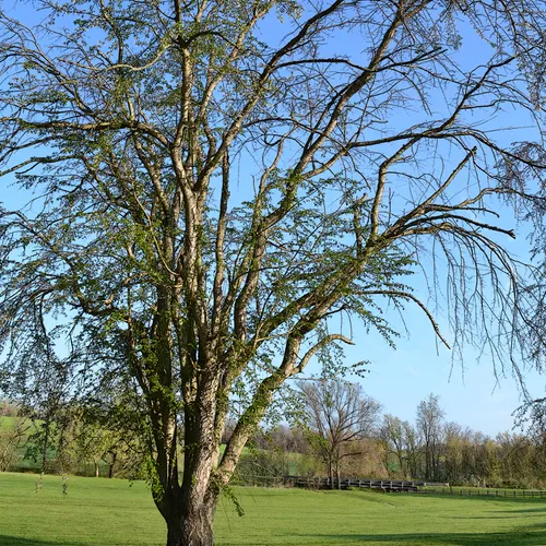 Tree-Sloan 3