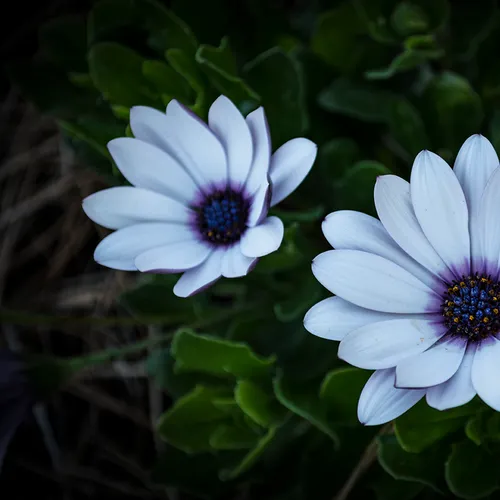 Whiteflower 1