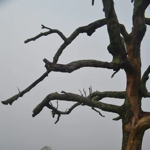 Dead Tree