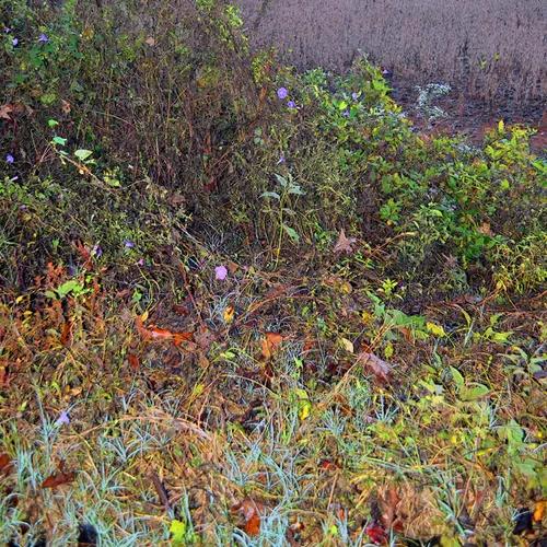 Field
