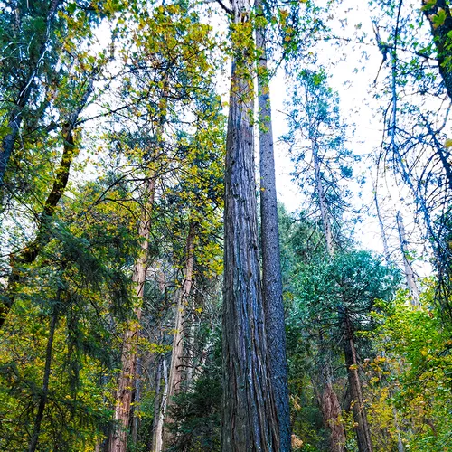 Yosemite 68