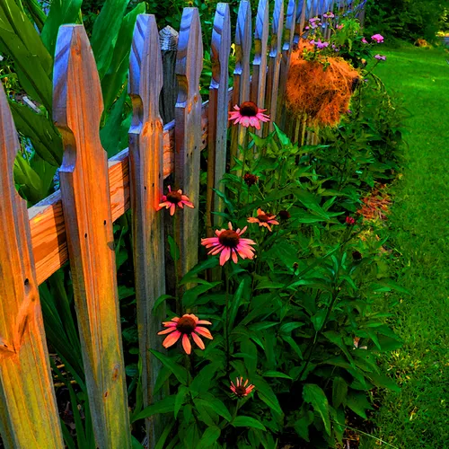 Daisies 4