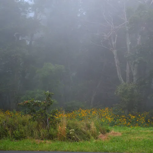 F oggy Landscape