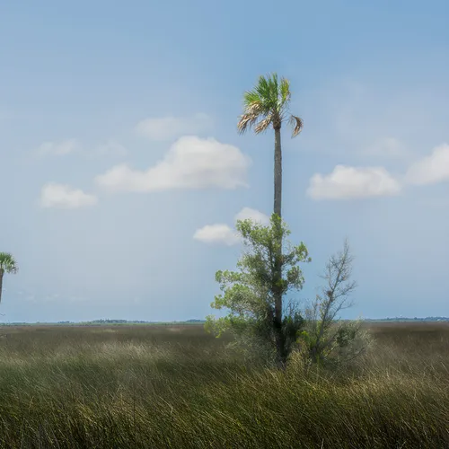Cedarkey 9