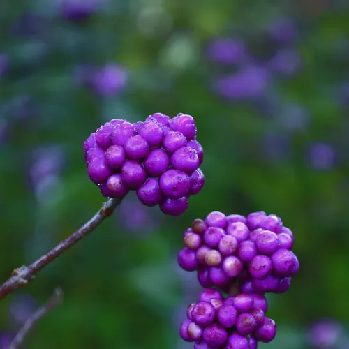 Berries 2