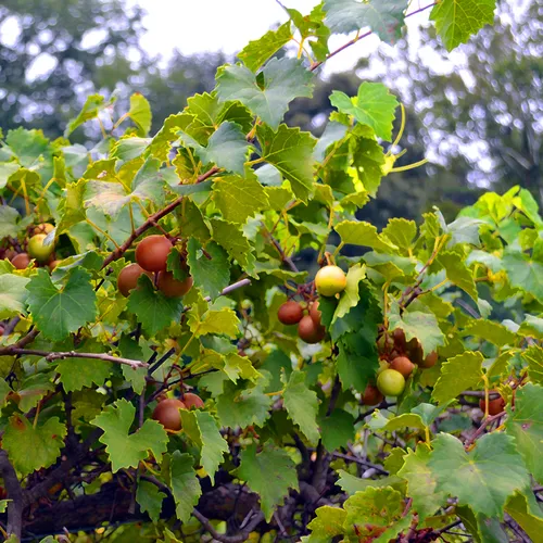 Grapes 4