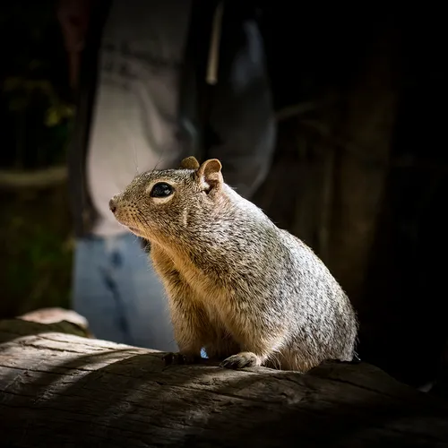Squirrel 1