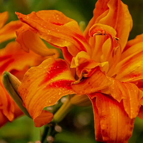 Tripledayliliy 2