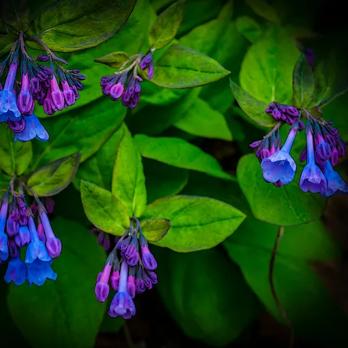 Bluebells 2