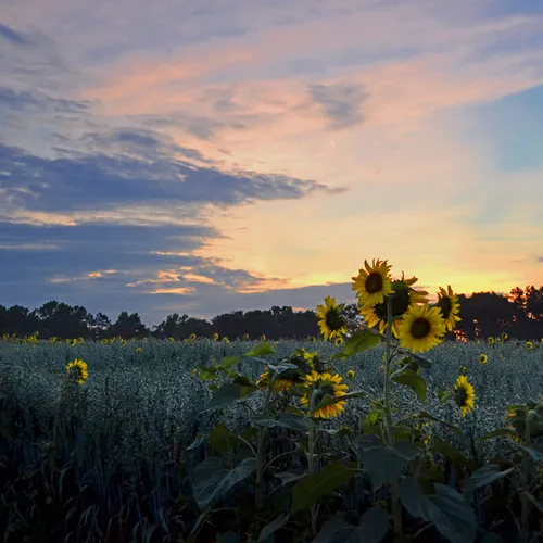 Hoffner Farm 17