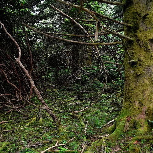 Roantrail 2