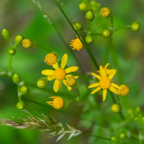Yellowdaisy 2