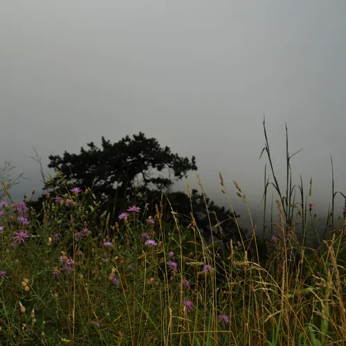 Wildflowers 2