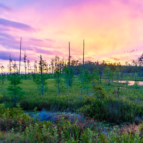 Flswamp 2