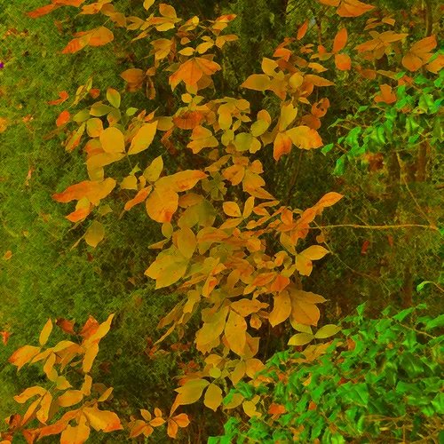 Leaves