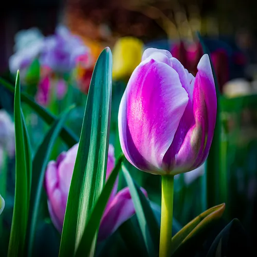 Tulip 1