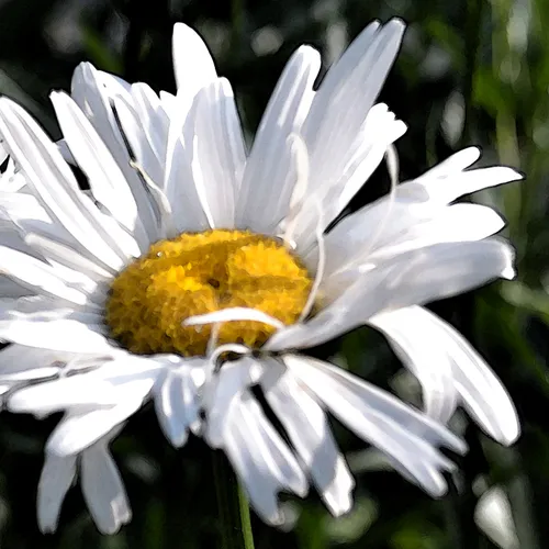 big Daisies