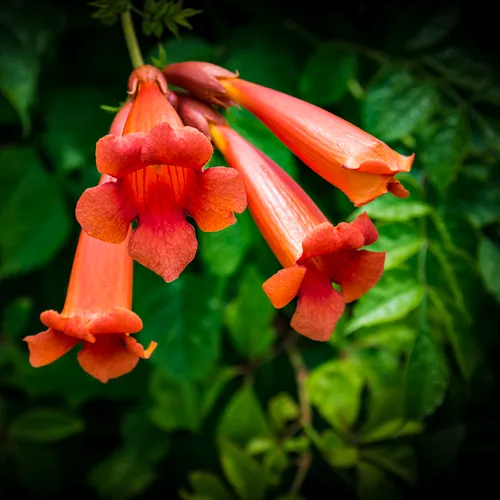 Trumpetplant