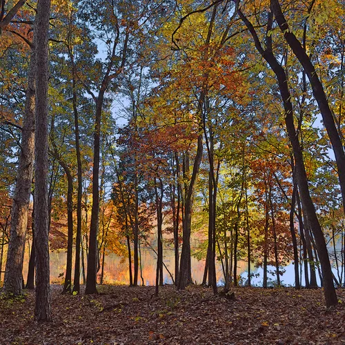 Through The Trees