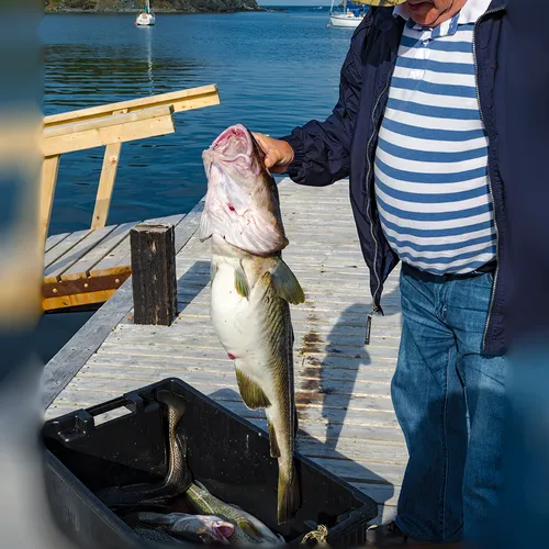 Twillingate 59