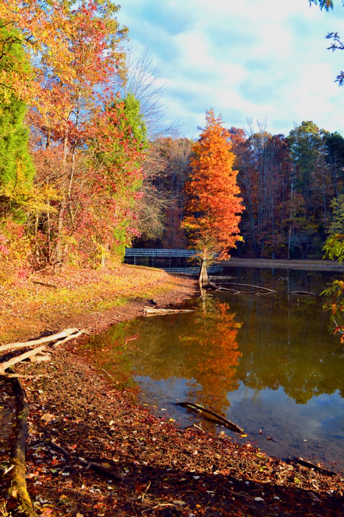 autumn Dan Nicholas-72 – Barbara Duffy